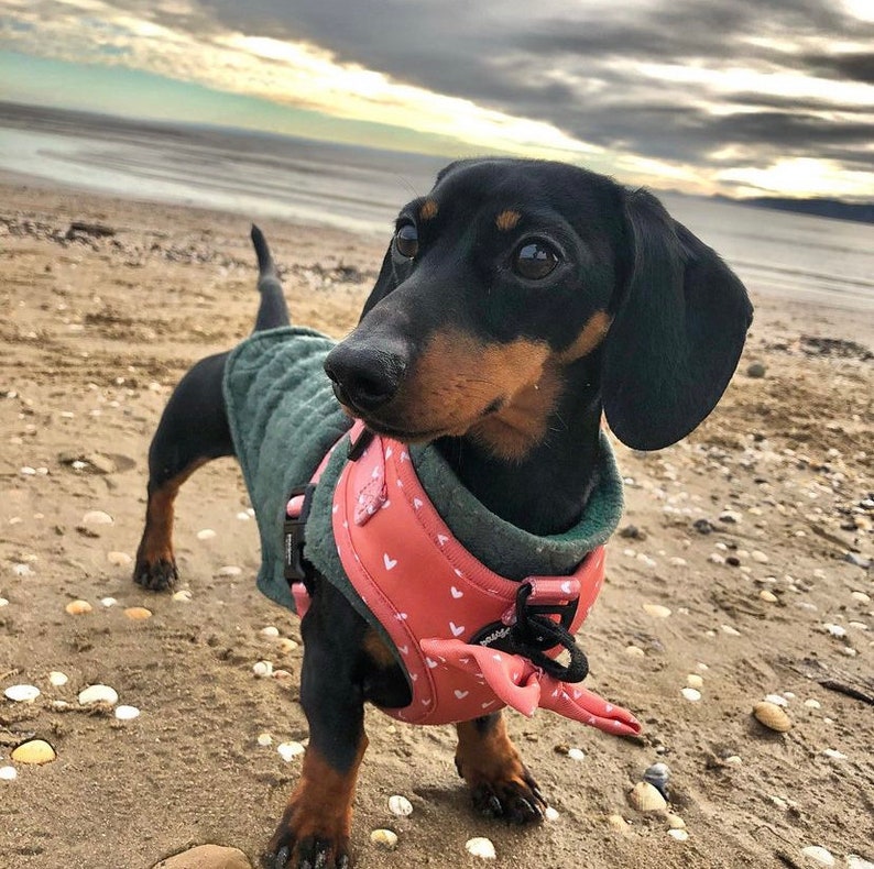 Dog Harness Set Dog Harness and Leash Set Puppy Harness and Etsy UK