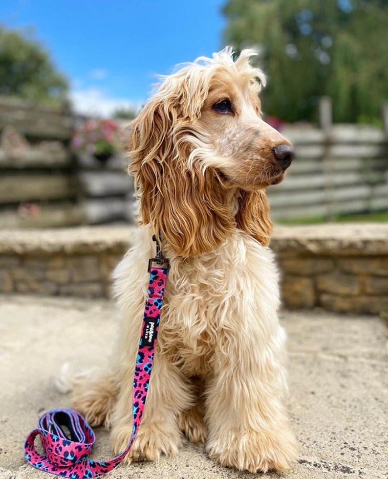 Dog Collar and Lead Set Leopard Dog Collar and Lead Girl Dog Etsy