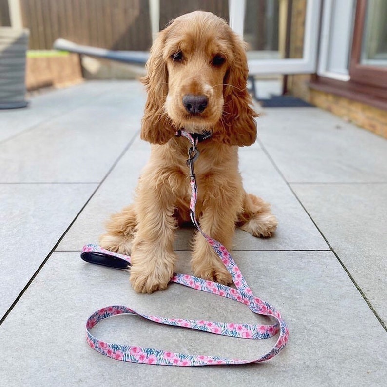 Dog Lead Cute Dog Leash Dog Collar and Lead Girl Dog Leash Etsy UK