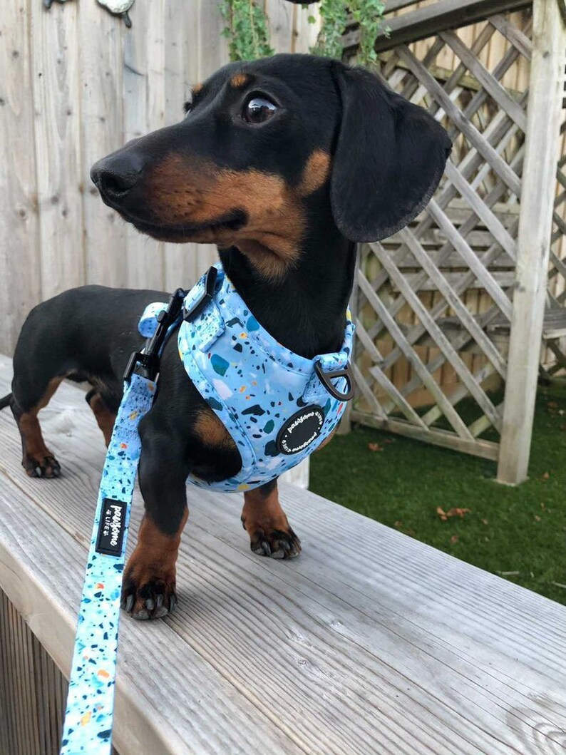 Dog Harness Set Dog Harness and Lead Set Puppy Harness and Etsy