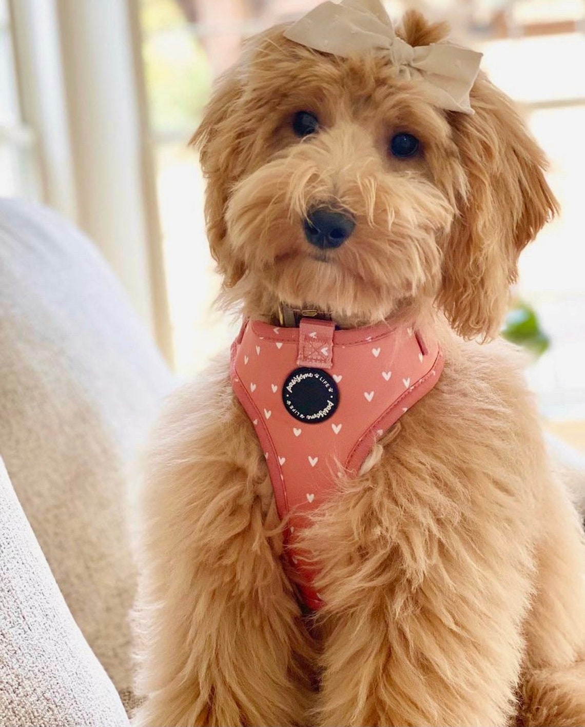 Dog Harness Set Dog Harness and Leash Set Puppy Harness and Etsy UK