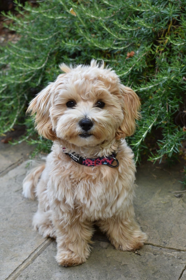 Dog Collar and Lead Set Leopard Dog Collar and Lead Girl Dog Etsy