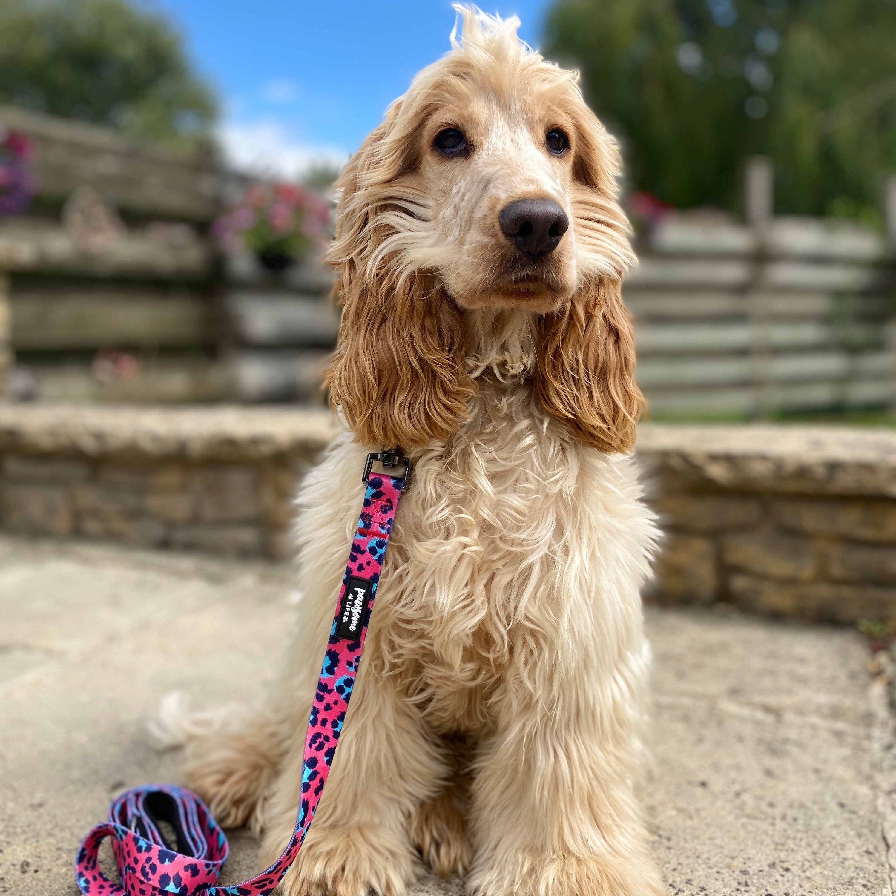 Dog Lead Cute Dog Leash Dog Collar and Lead Girl Dog Leash Etsy UK