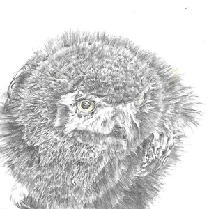 Origineel kunstwerk uil