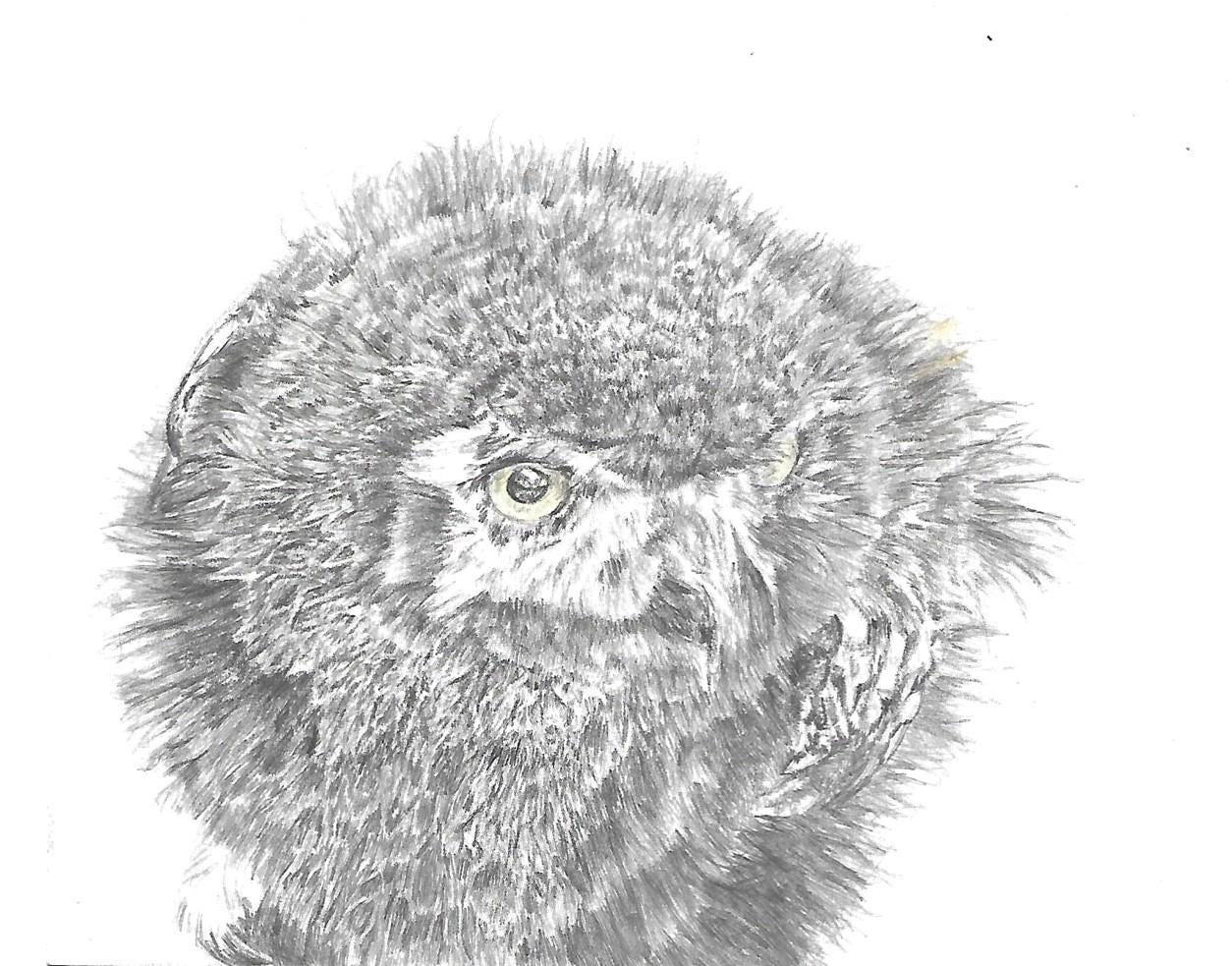 Owl original artwork