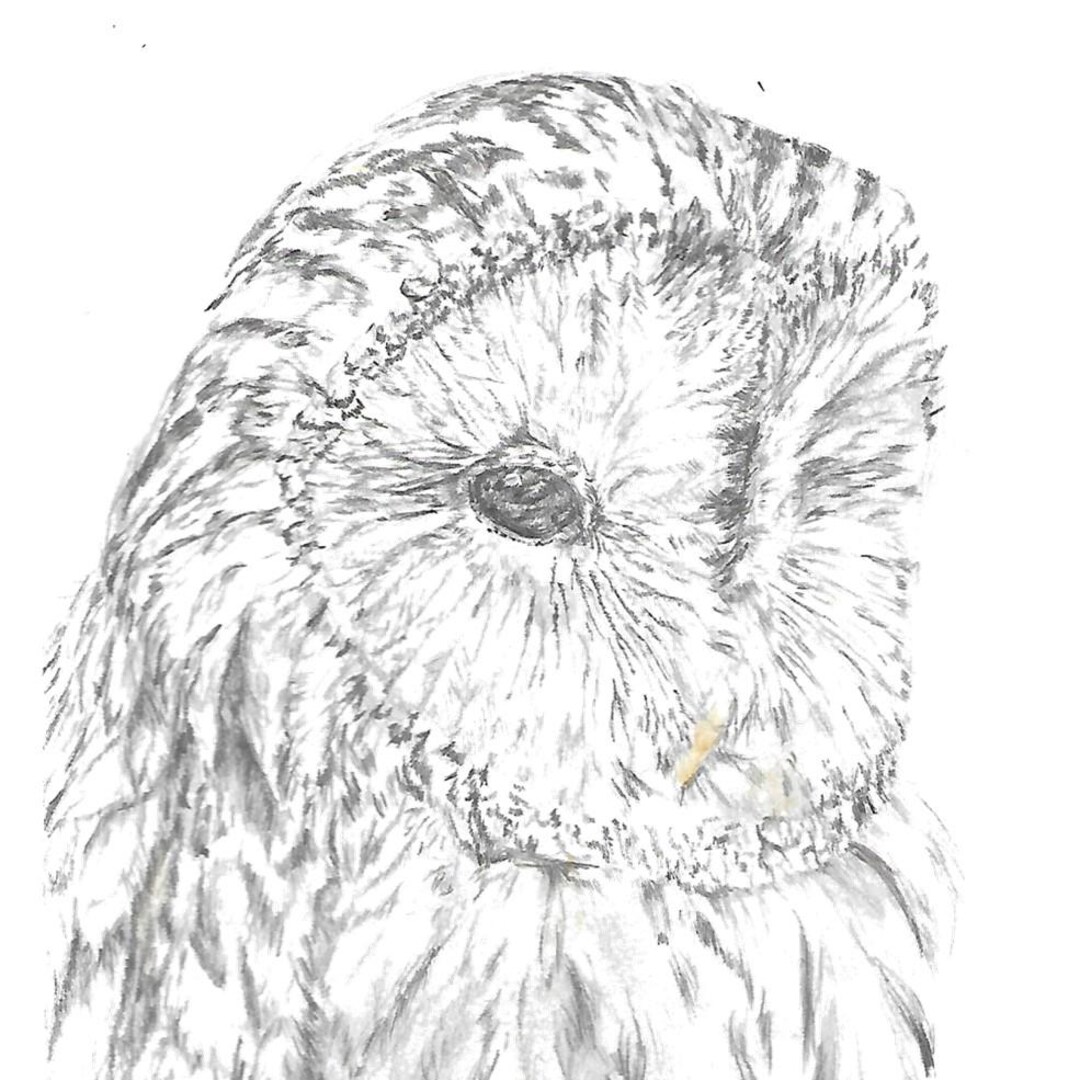 Owl Art Prints - Etsy