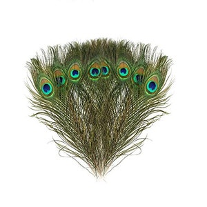 Natural Peacock Feathers(48 in a bundle) Green for Hats. Peacock Feathers for Wedding Decorations. Peacock Bird Feathers. ( WOD-RND-BRN )