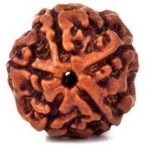 Rudraksha (Five faced), Aura removes negative vibrations, meditation and yoga Panch Mukhi Rudraksha. the god gift form india ( WOD-RND-BRN )