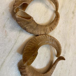 May include: Two large, brown, curved ram horns. The horns are smooth and have a light brown color. They are arranged in a way that suggests they are a pair.