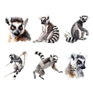 Könnte beinhalten: Aquarellillustrationen von Katta-Lemuren in verschiedenen Posen. Die Lemuren haben graues und weißes Fell mit schwarz-weiß gestreiften Schwänzen. Einige sitzen, einer klettert an einem Seil, und ein anderer ist im Sprung.