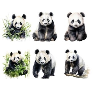 Könnte beinhalten: Sechs Aquarell-Illustrationen von Pandas in verschiedenen Posen. Die Pandas sind alle schwarz-weiß und vor einem weißen Hintergrund platziert. Einige der Pandas sind von grünem Bambus umgeben.