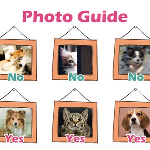 May include: Photo guide with six images in orange frames. The top row shows three images of pets that are not good examples for a photo, labeled "No". The bottom row shows three images of pets that are good examples for a photo, labeled "Yes".