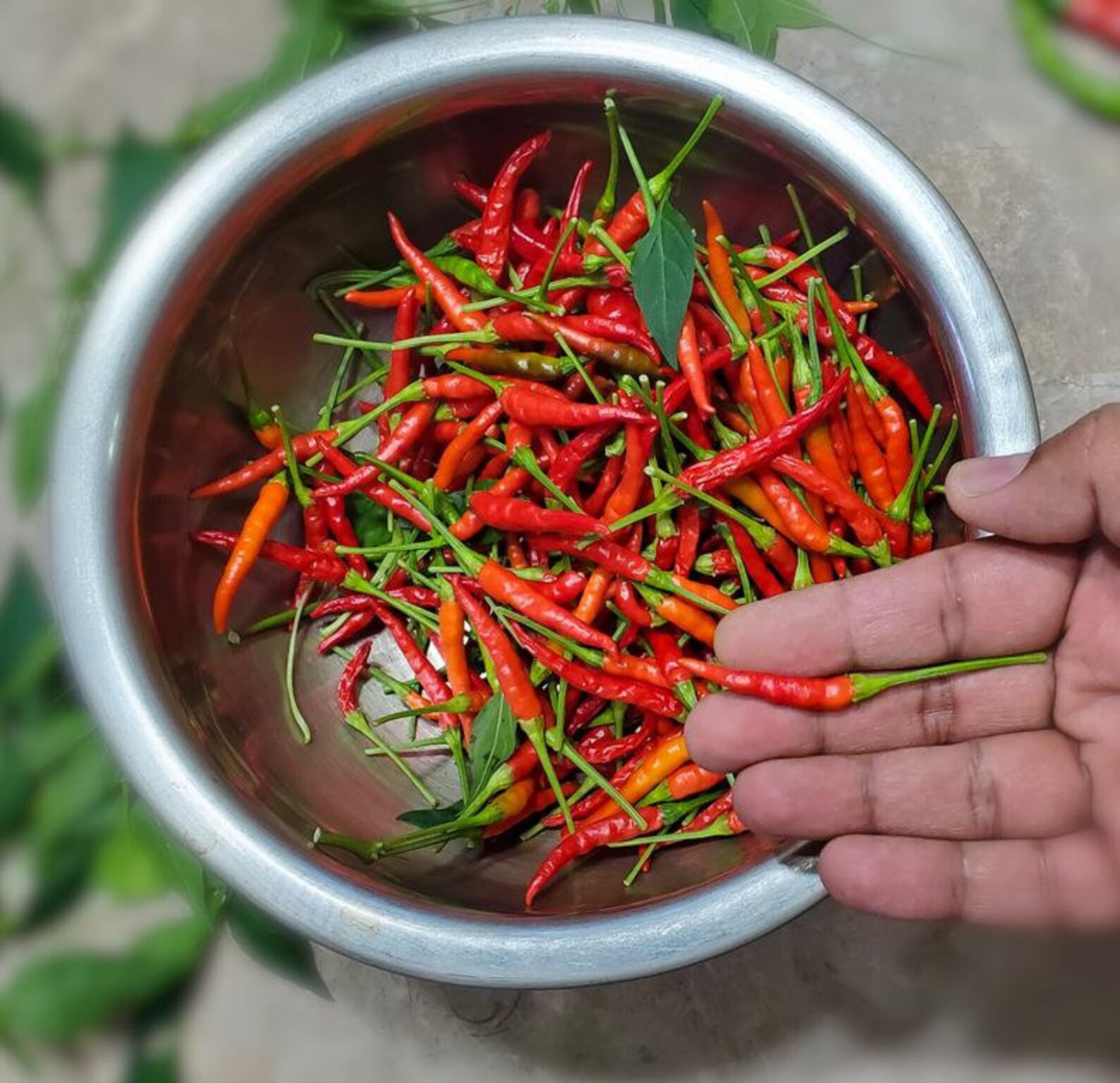 Thai Chilli Dragon 100 Organic heirloom Seeds Etsy