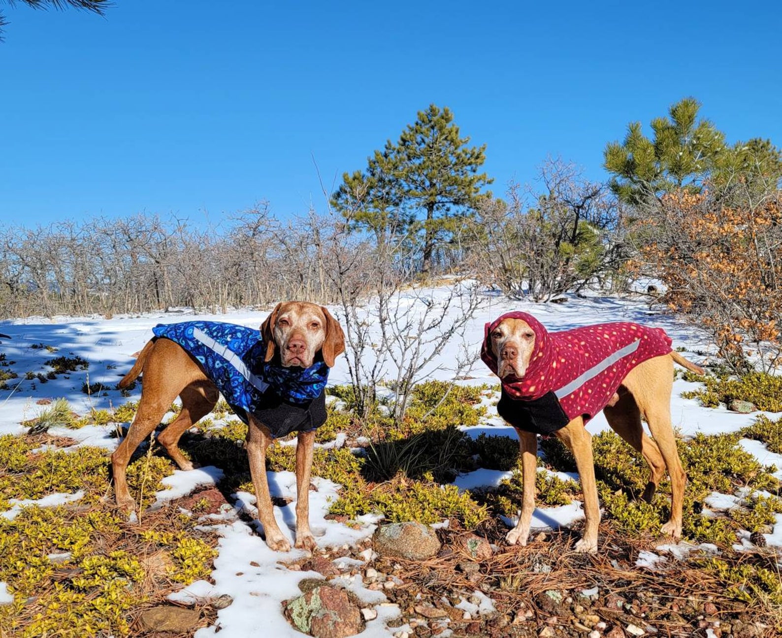 Vinter Vizsla Vest Fleece Winter Dog Jacket Warm Dog Coat Etsy
