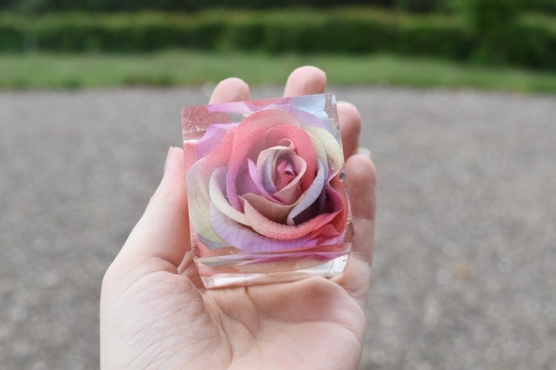 encased rose encased rose