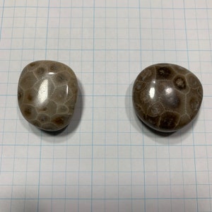 Two Petoskey Stone Fridge Magnets