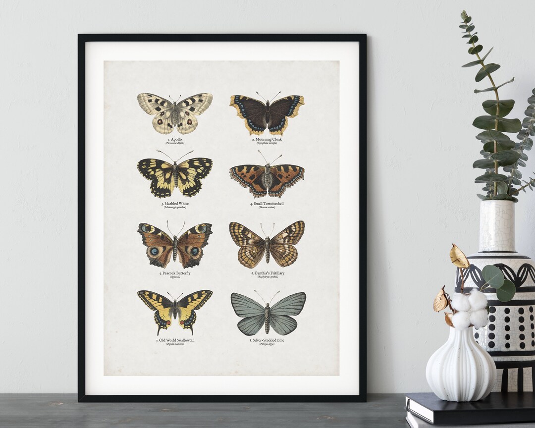 Vintage Butterfly Print | Entomology Style Colour Print With Distressed ...