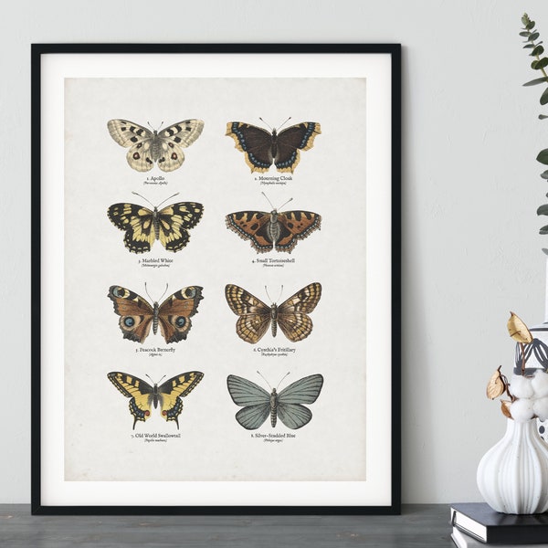 Vintage Butterfly Print | Entomology Style Colour Print with distressed background | Butterfly Picture