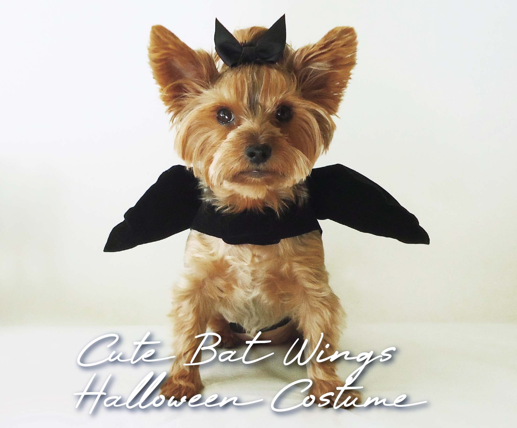 Bat Wings Halloween Costume Sewing Pattern Dog Halloween Etsy