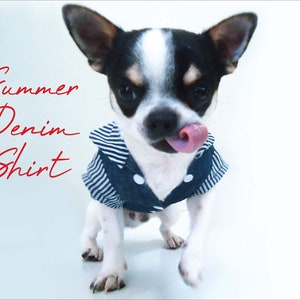 May include: A small black and white chihuahua wearing a blue and white striped denim shirt. The dog is sticking its tongue out and looking at the camera. The text "Summer Denim Shirt" is written in red on the left side of the image.
