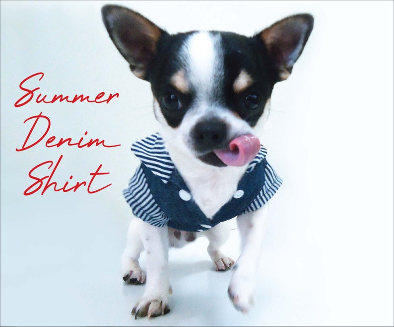 May include: A small black and white chihuahua wearing a blue and white striped denim shirt. The dog is sticking its tongue out and looking at the camera. The text "Summer Denim Shirt" is written in red on the left side of the image.