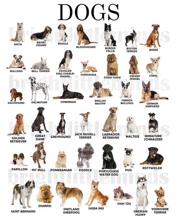 Printed and Framed Dog Breeds Poster Montessori - Etsy