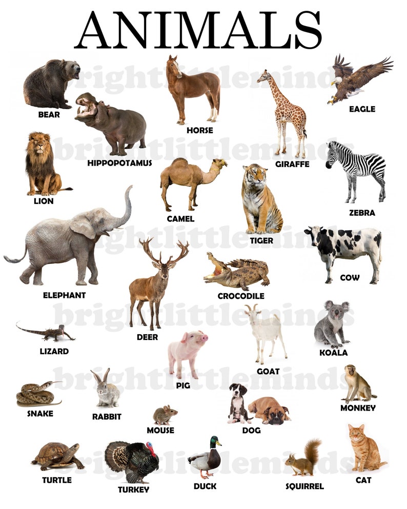 Instant Download Printable Animals Educational Poster Montessori ...