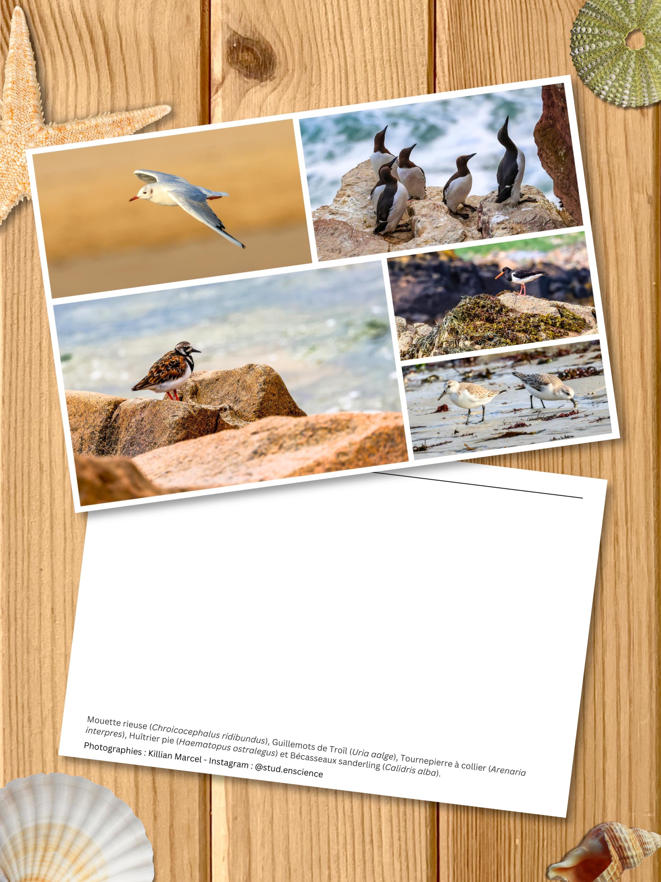 Cadre Canevas Vintage Mer & Oiseaux Marins, Bleu Azur, Laine, Années 50