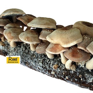 Shiitake Mushroom Growing Kit--Free Shipping