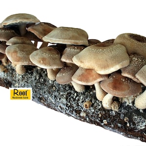 Shiitake Mushroom Growing Kit--Free Shipping