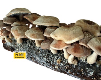 Shiitake Mushroom Growing Kit--Free Shipping