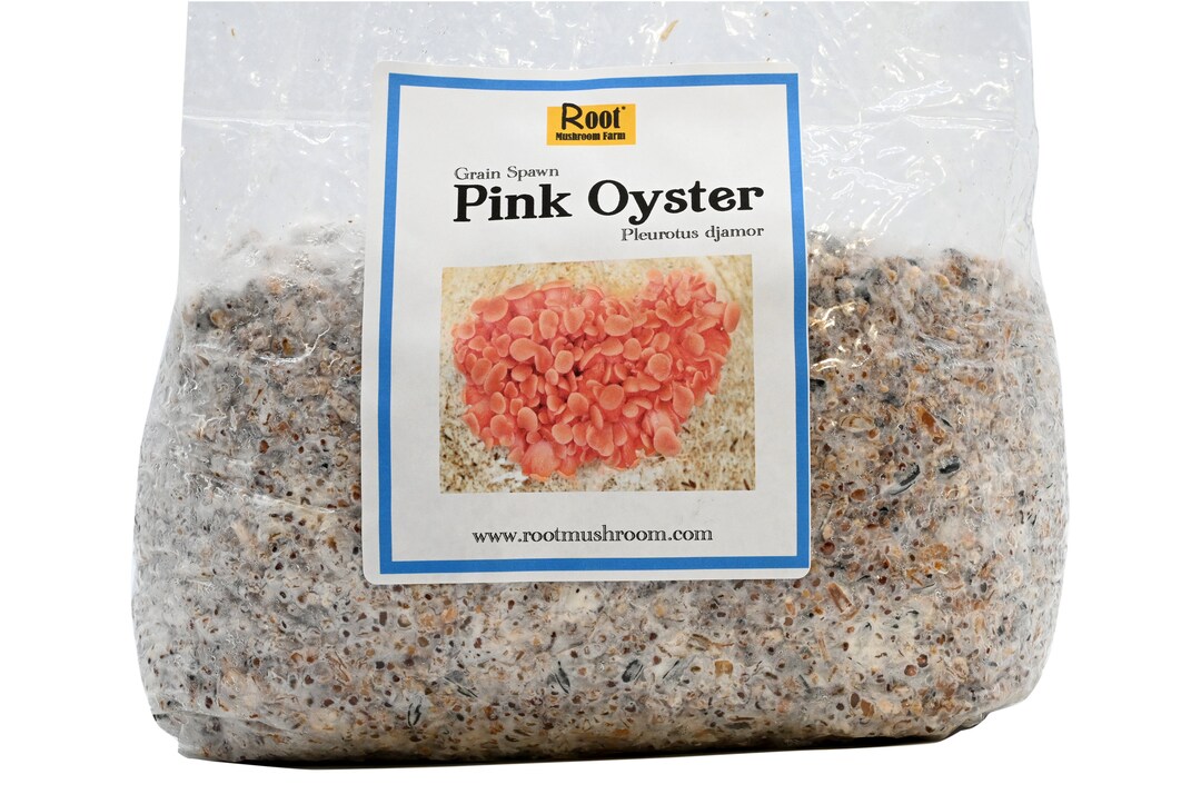 Pink Oyster Grain Spawn, 5,5 Pounds Etsy