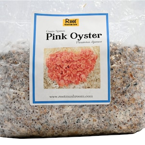 Pink Oyster Grain Spawn, 5,5 pounds
