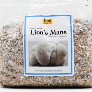 May include: A clear plastic bag filled with grain spawn for growing Lion's Mane mushrooms. The bag has a label that reads "Grain Spawn Lion's Mane Hericium erinaceus www.rootmushroom.com".