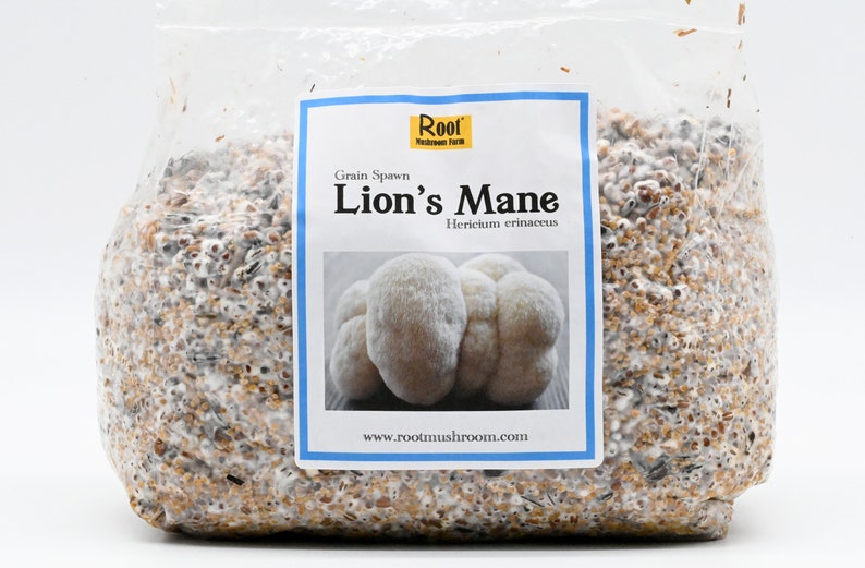 Lion's Mane Grain Spawn Etsy