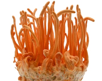 Cordyceps Militaris Growing Kits in Pint Container