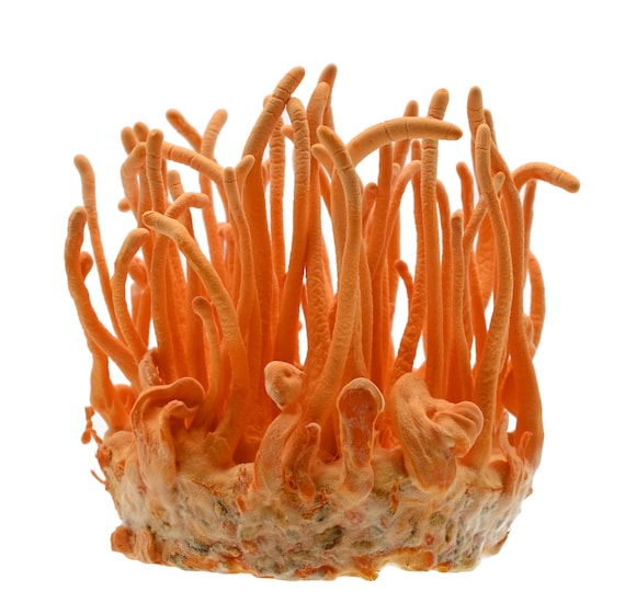 Cordyceps Militaris Mushroom