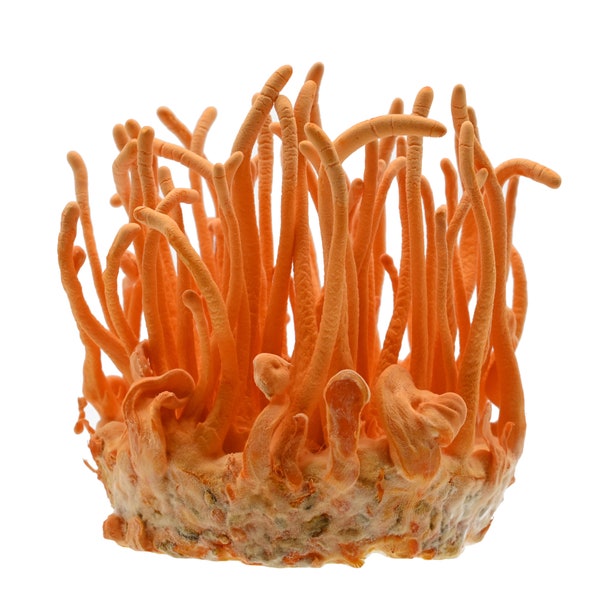 Kits de culture Cordyceps Militaris dans un contenant de pinte