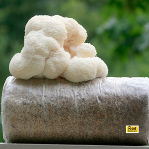 Lion&#39;s mane growing Kit