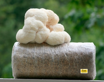 Lion&#39;s mane growing Kit