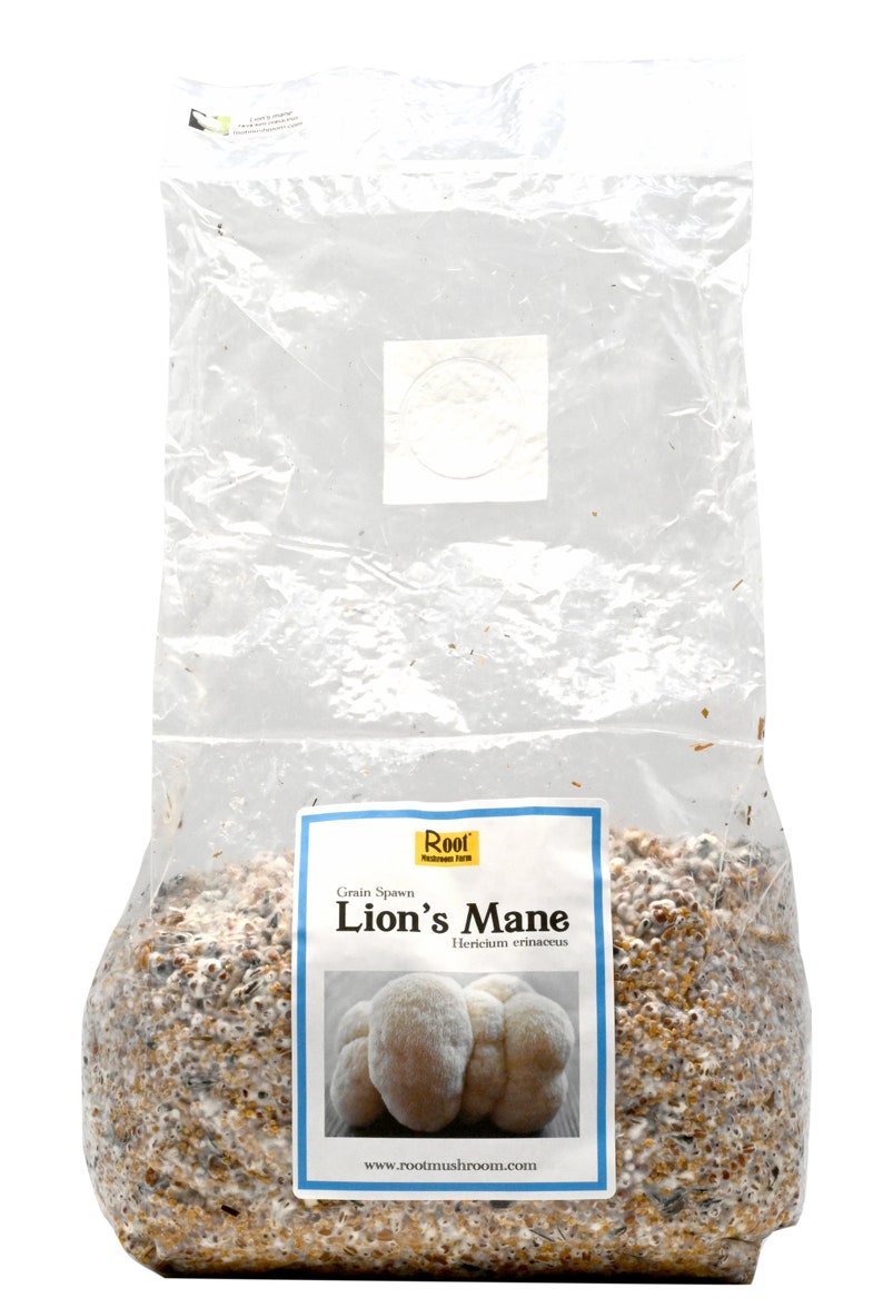 Lion's Mane Grain Spawn Etsy