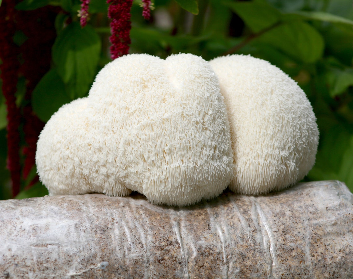 Lion's Mane Growing Kit Etsy