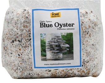 Blue Oyster Grain Spawn, 5.5lbs block