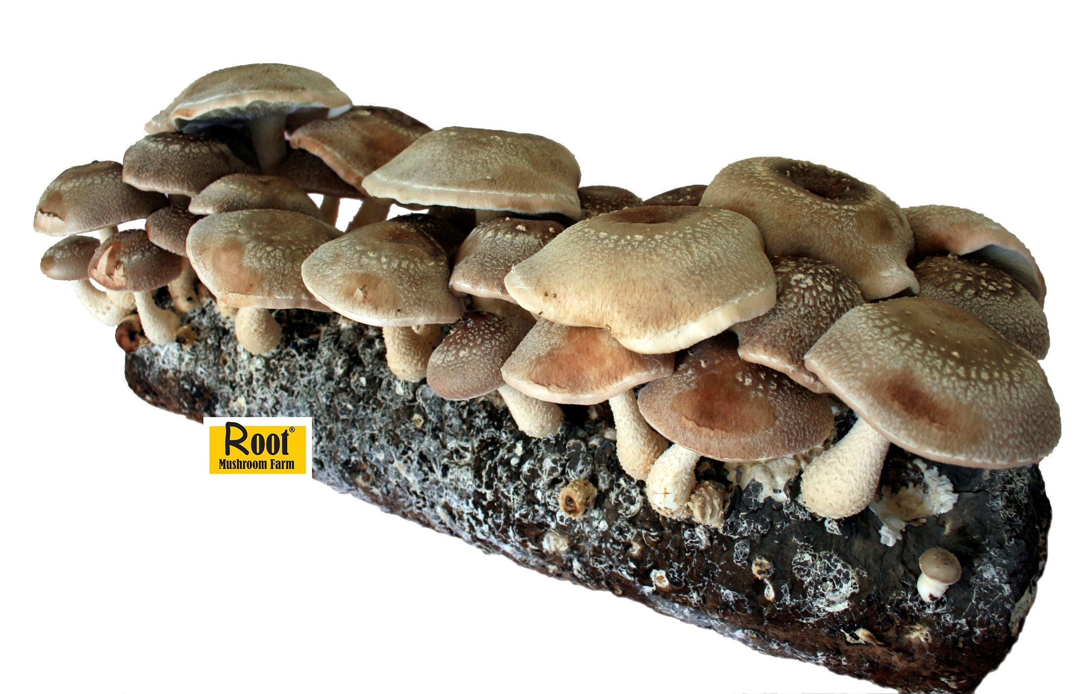 Shiitake Mushroom Growing Kit--Free Shipping