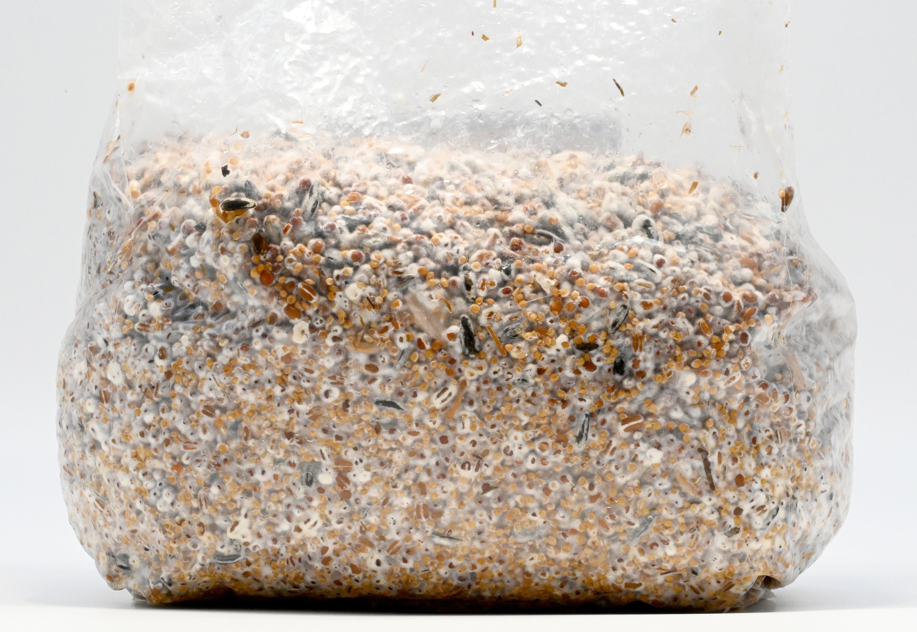 Lion's Mane Grain Spawn Etsy