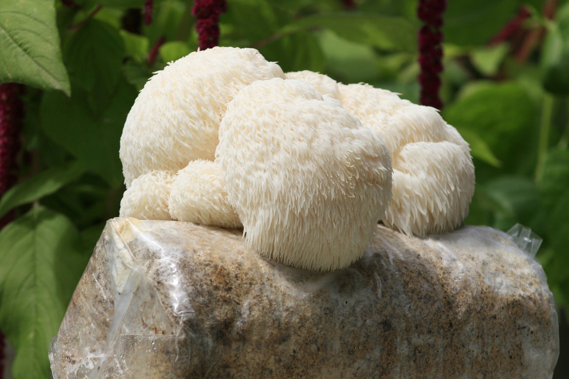 Lion's Mane Growing Kit Etsy