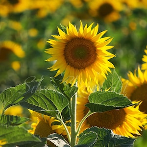 The Looker, Sunflower, Summer, Flower, Floral, Yellow, Flower Photography, Sunset