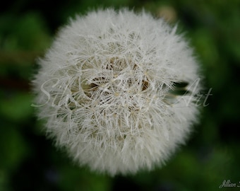 Dandelion Detail, Dandelion, Flower, Flower Photography, Floral, White Flower, Dandelion Wall Art, Wall Decor