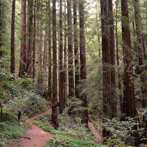 Redwood Wonder, Forest, Trail, Walk, Nature, Redwoods, Redwood Forest, Trees, Photography, Nature Trail, Photo Gift, Forest Wall Art