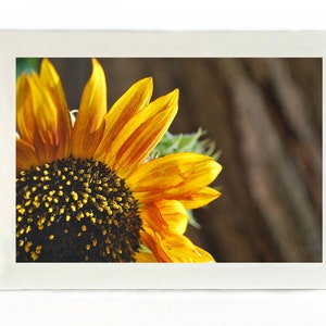 Sunflower Fun Card, handgemachte Fotokarte, Sonnenblume, Sommer, Blanko-Karten, Geburtstag, Urlaub, besonderer Anlass, Sympathie, Jubiläum, Karten